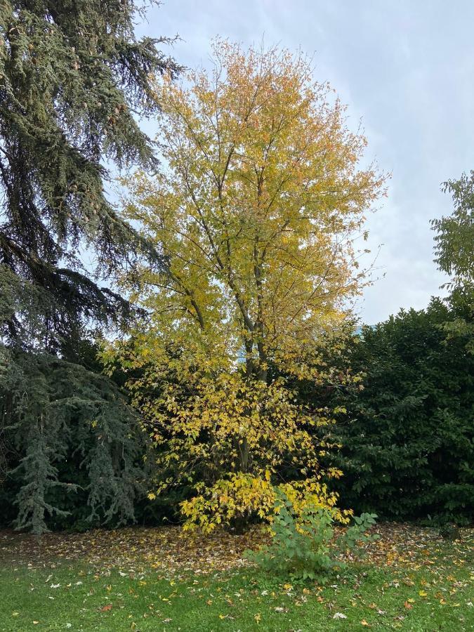Acero Giallo ปาร์มา ภายนอก รูปภาพ